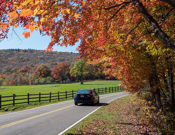 Auto Header Leaf Image