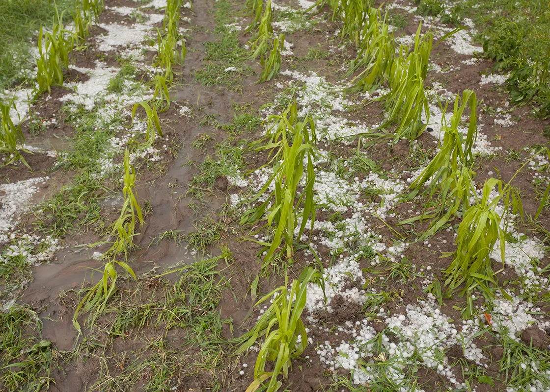Crop Hail