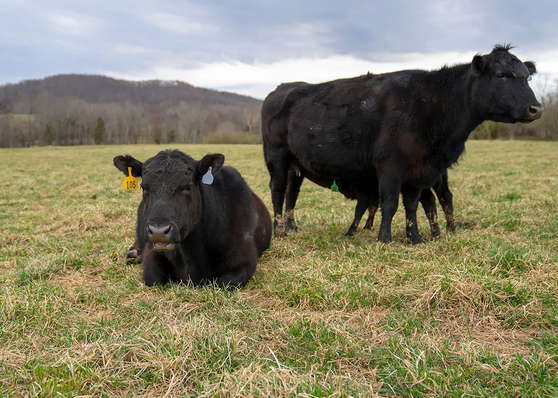 Pasture