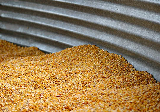 Grain Feed