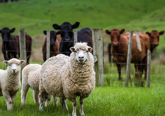 Livestock Insurance