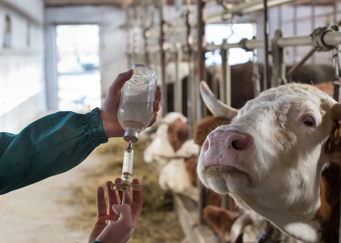 Livestock Supplies