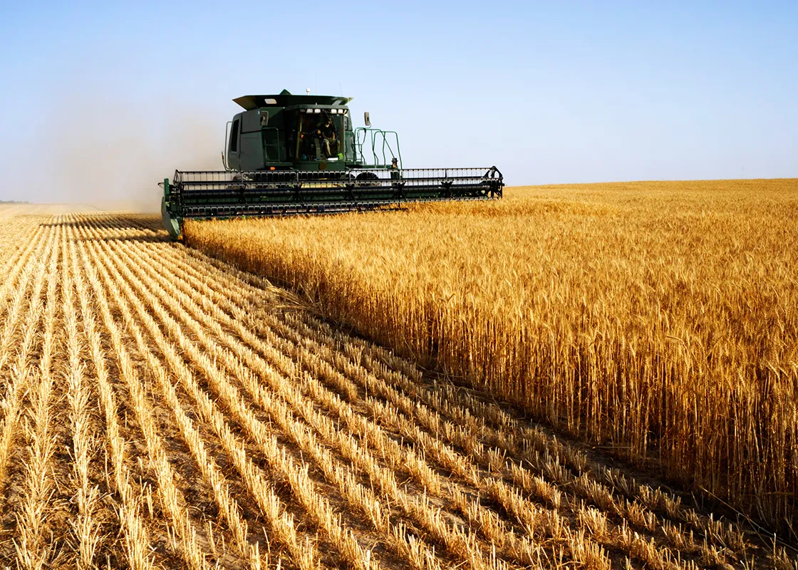 Harvested Crops