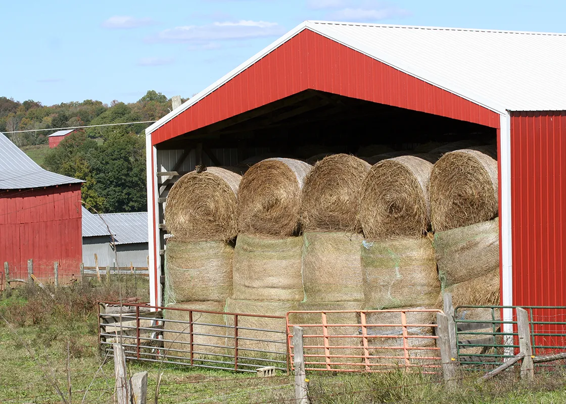 Hay and Silage