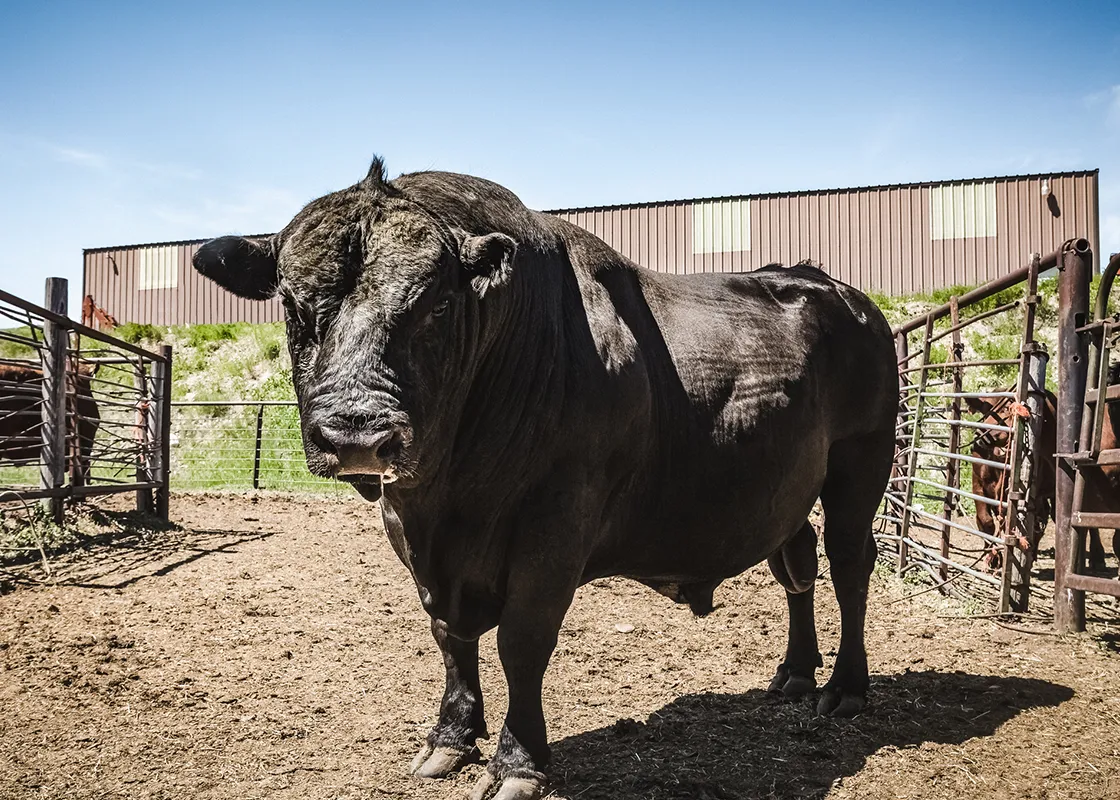 Breeding Stock