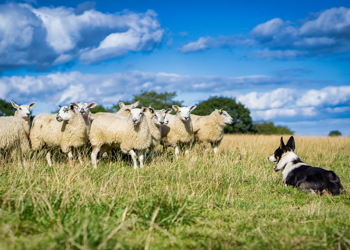 Livestock
