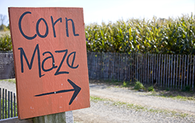 Corn Maze